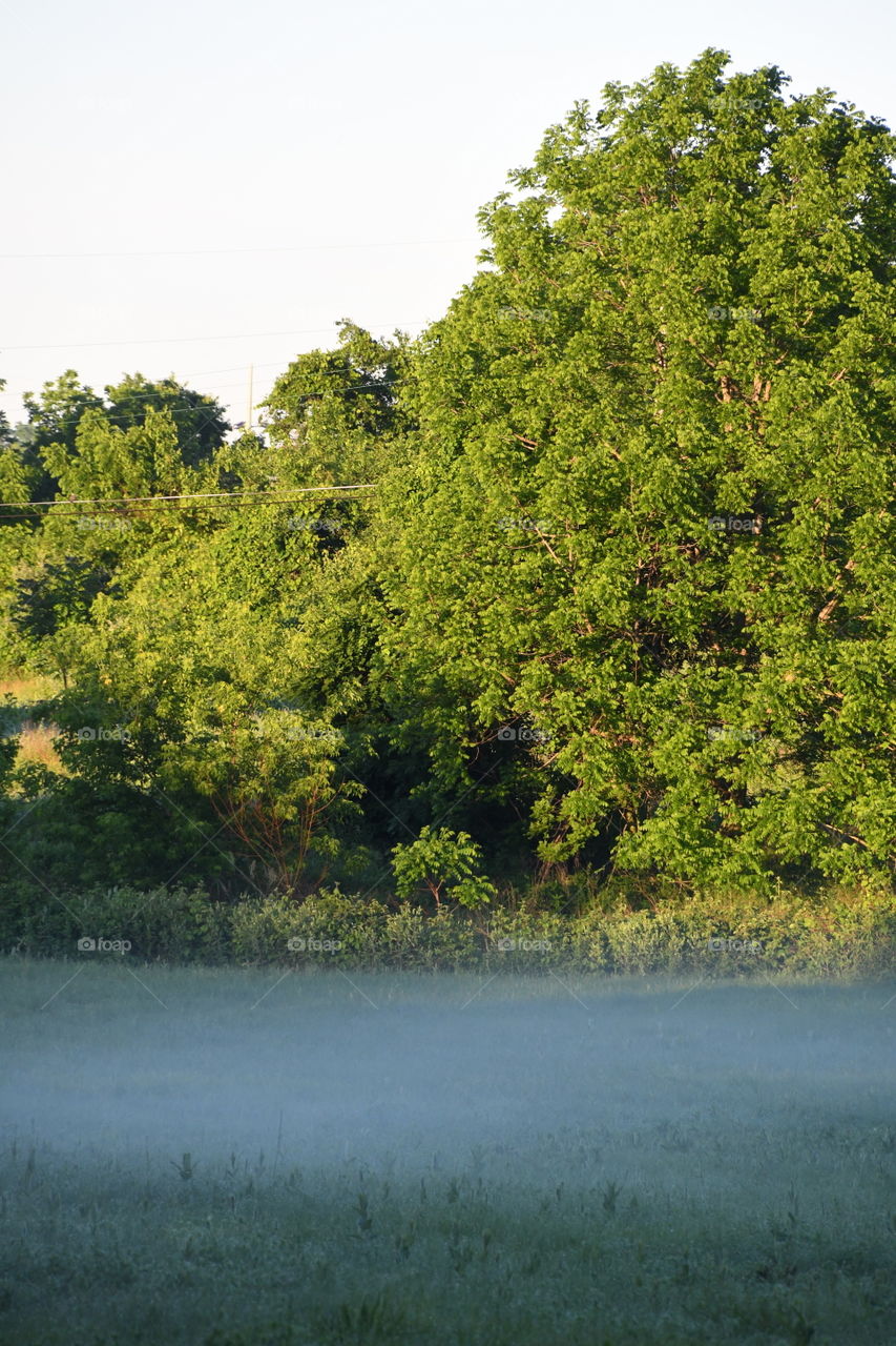 foggy field in the morning