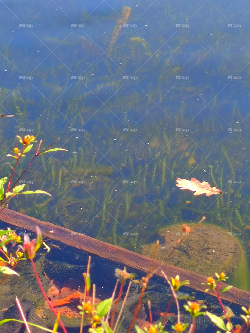Autumn.  Transparent water of the river.  Seaweed.  Autumn oak leaf on the water surface