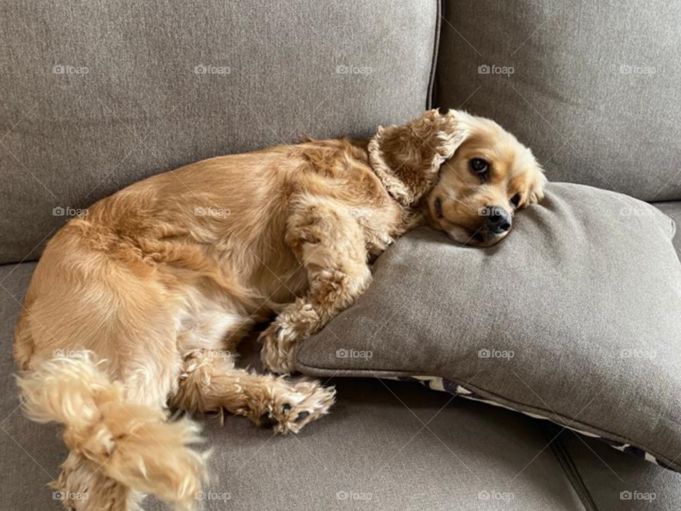 perro tranquilo en sillón