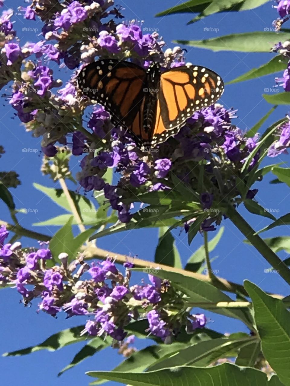 Texas Lilac and butterflies 