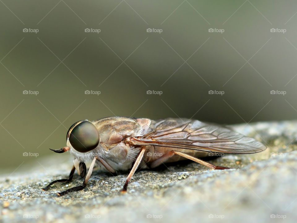 Horse Flies
Female Horse Fly Standing on The Stone