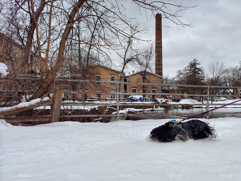 Dog in Snow