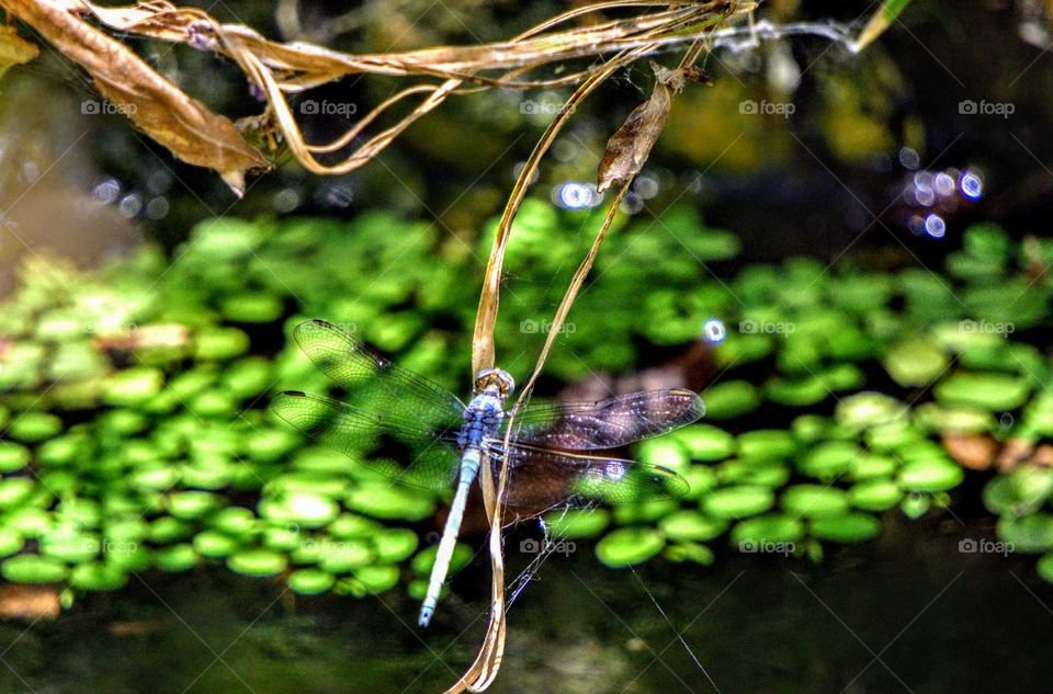 Dragonfly at the crossroads. Taken in July, 2017, tropical park...