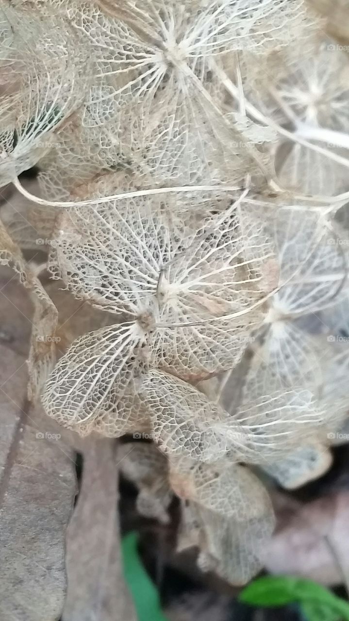 skeleton remains of flower pedals.