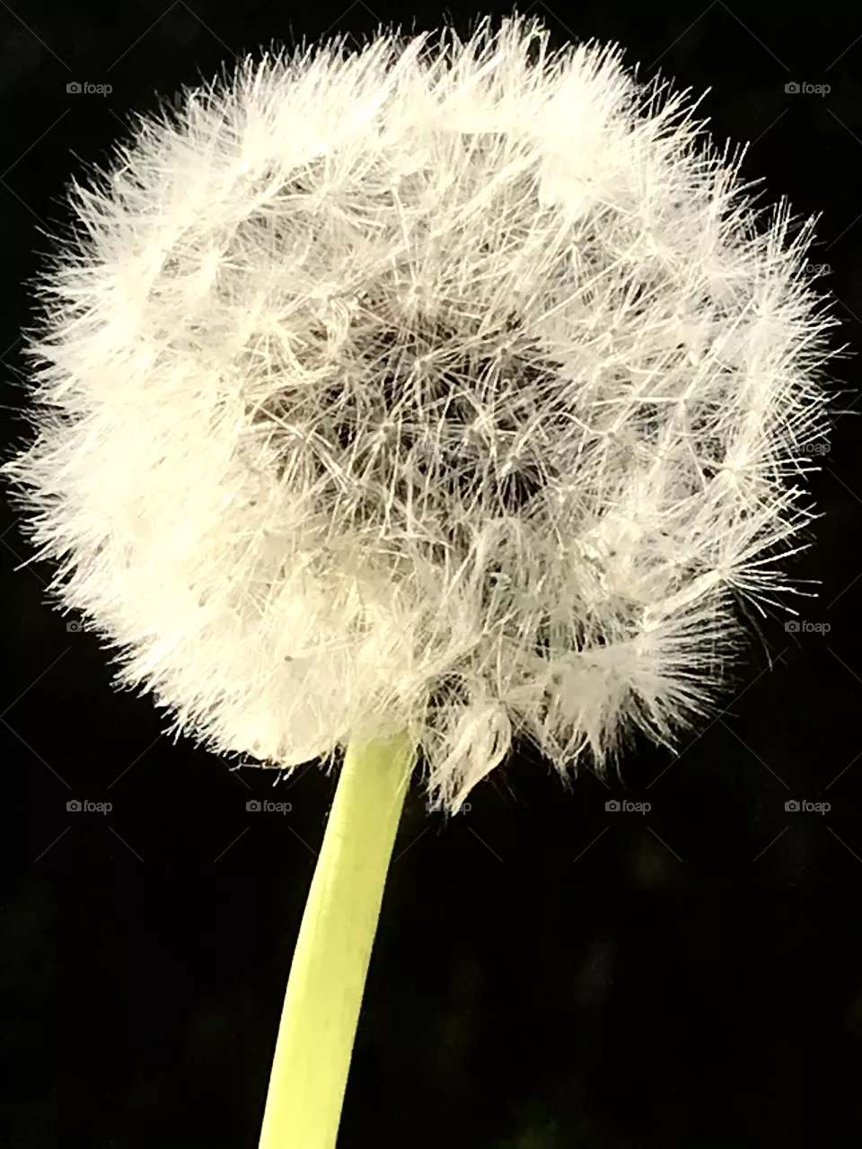 Soffione 