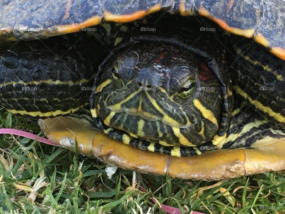 Red-eared slider