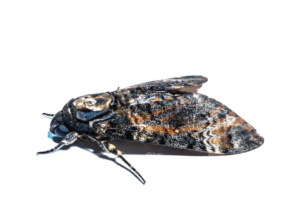 death's head hawkmoth on white background