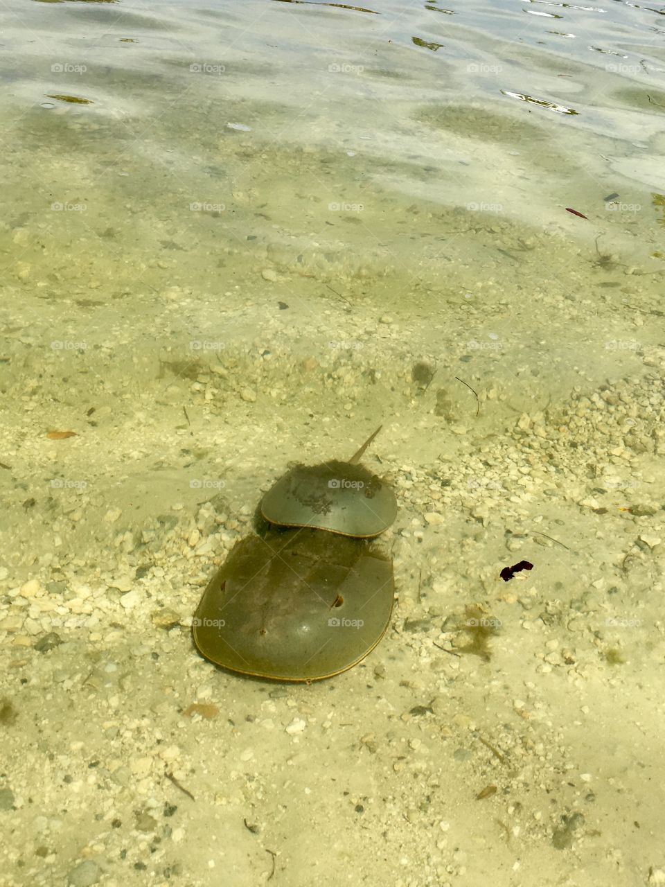 Horseshoe crab in love 