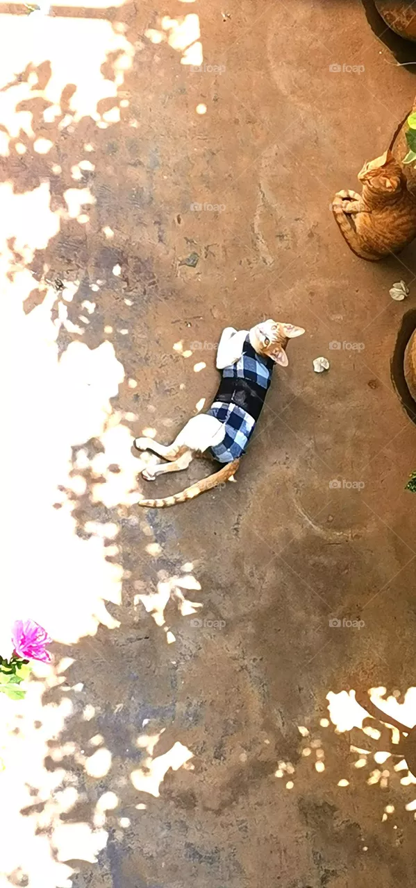 cat