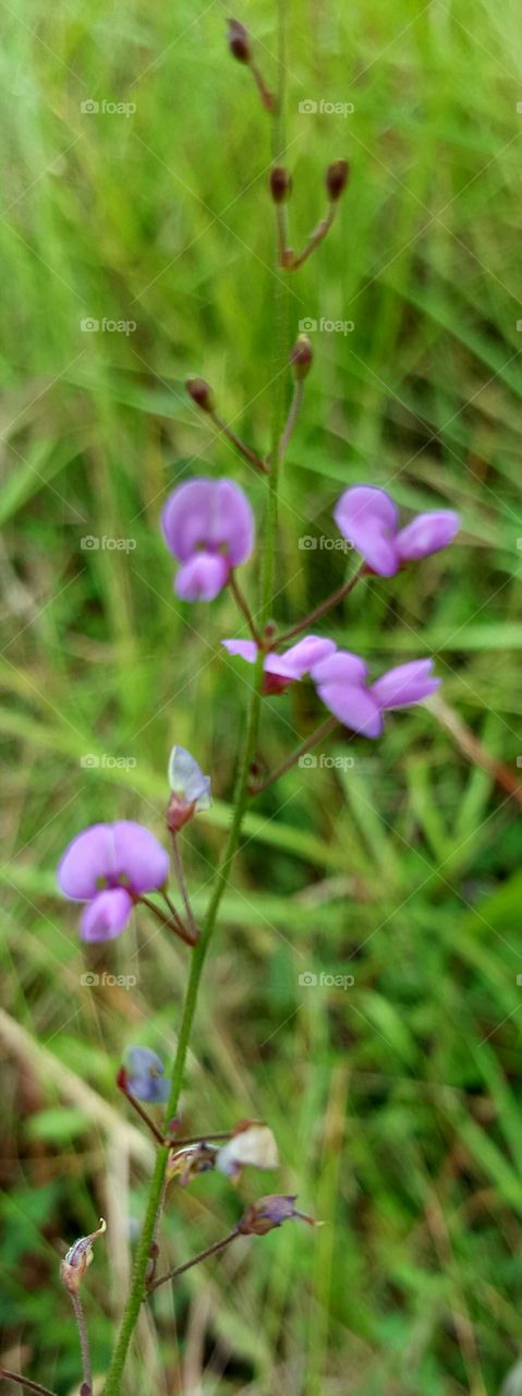 Nature, No Person, Wild, Bright, Flower