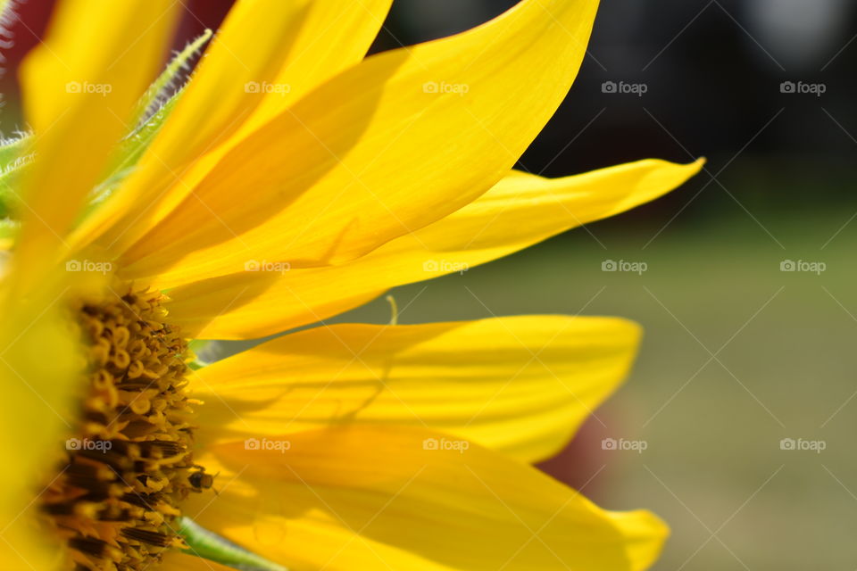 sunflower petals