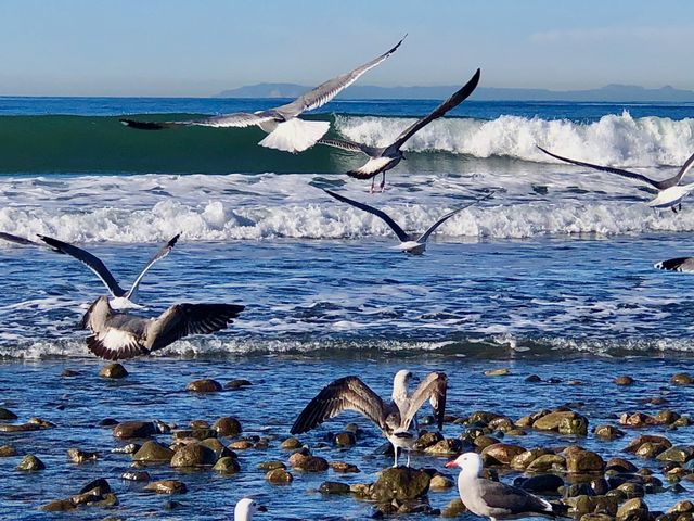 Foap Mission Dramatic Waterscapes! Seagulls in Flight Over Breaking Waves With Catalina Island in Background!