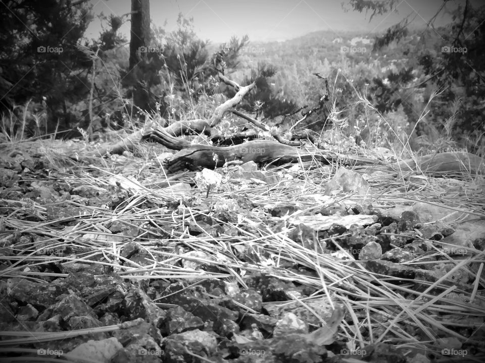 sticks an stone's 
sticks and stone's