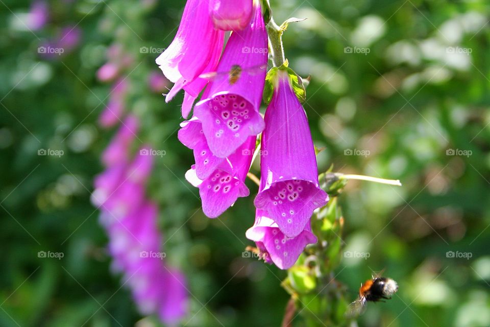 Purple flowers in an garden with a blurry green natural background. In the lower right corner a bee is flying towards the flowers.