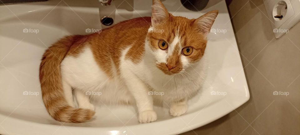 cat funny portrait in bathroom