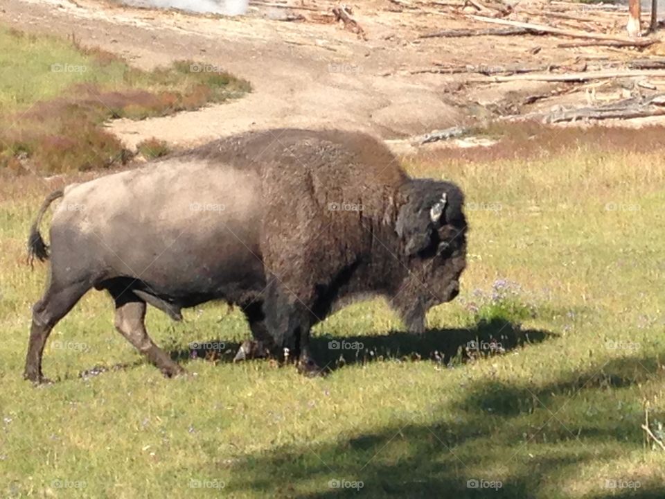 Bison on grass
