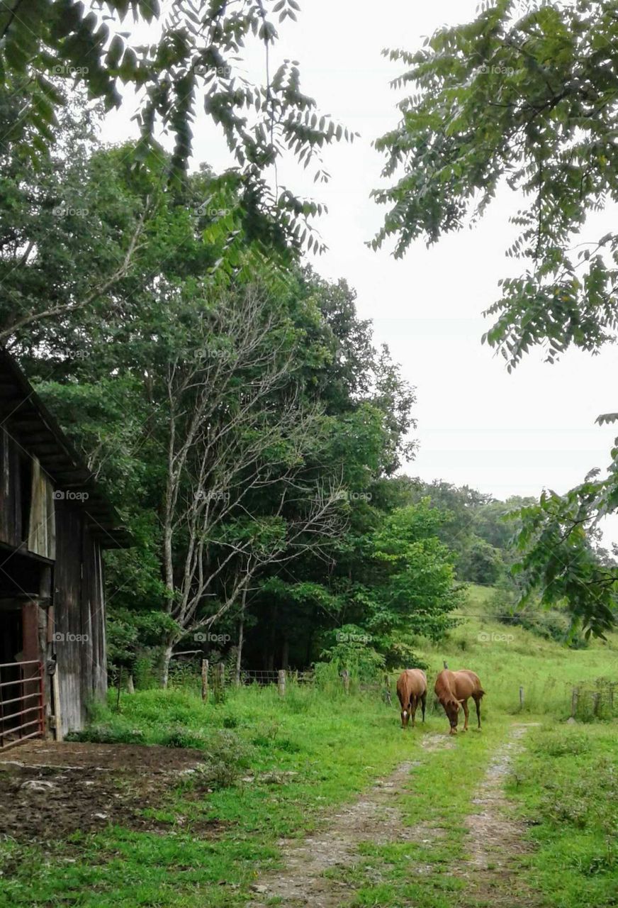 Horses and Old Barn