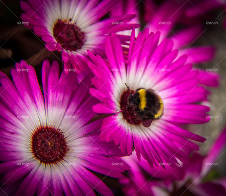 Busy bee in the summer sun 