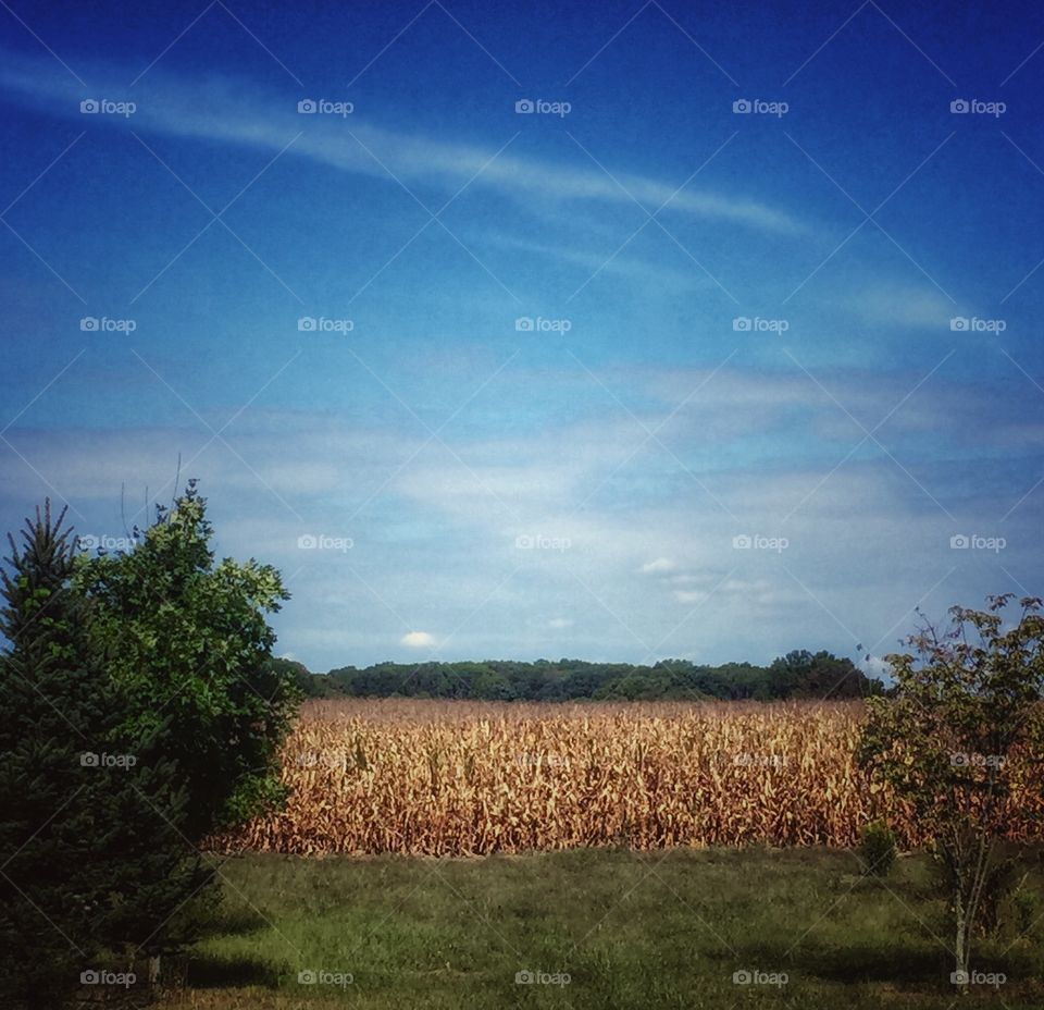Golden corn field 