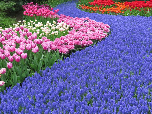 Tulip Garden. Keukenhof Tulip Garden 