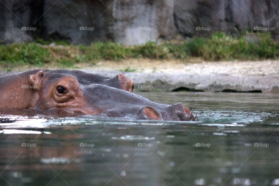 Hippo peeking out of water