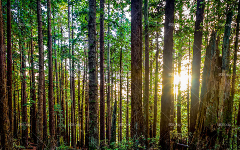 Trees growing in forest