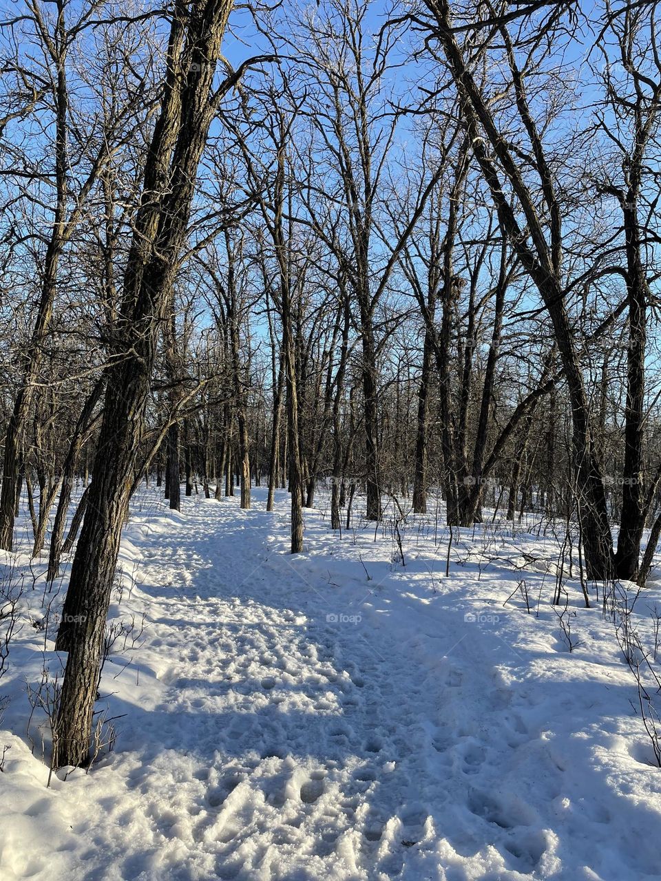 Winter trail