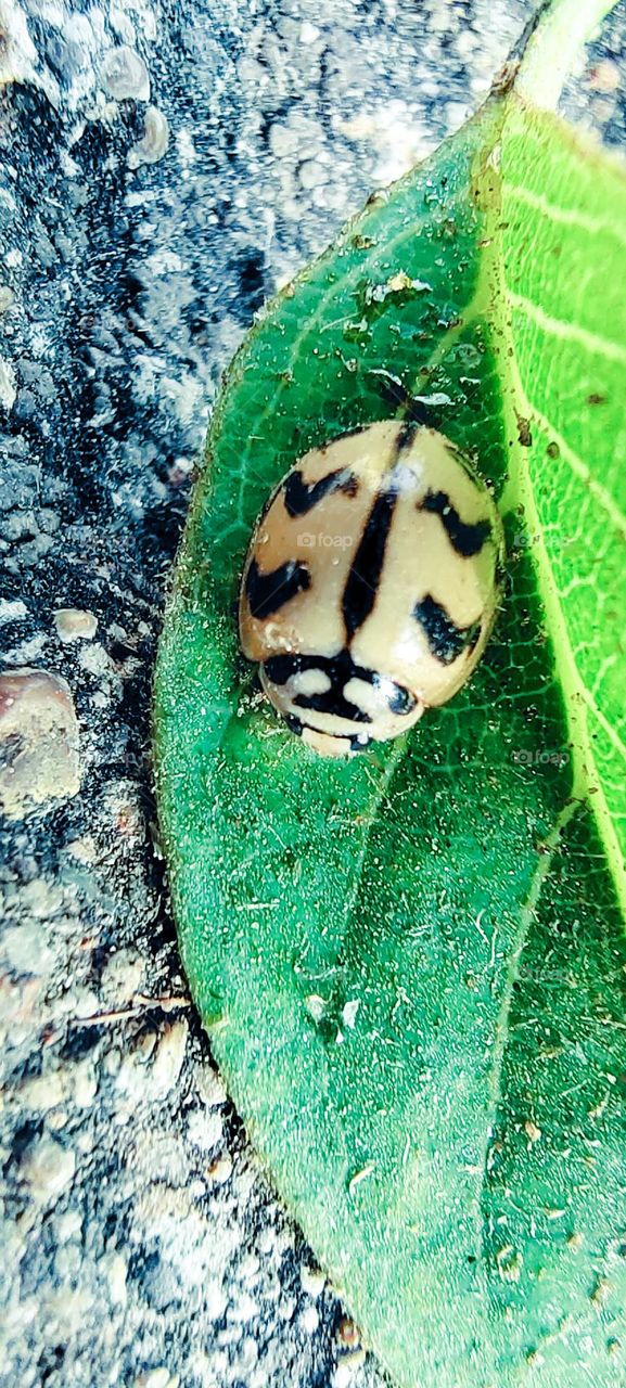 The leaves and flowers are someone's world