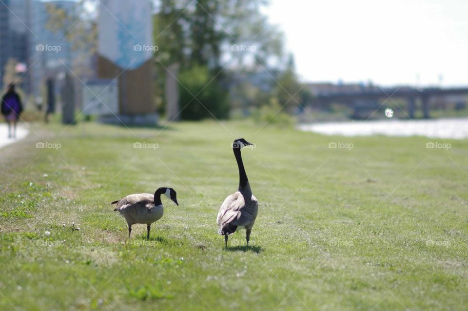 Canadian Geese