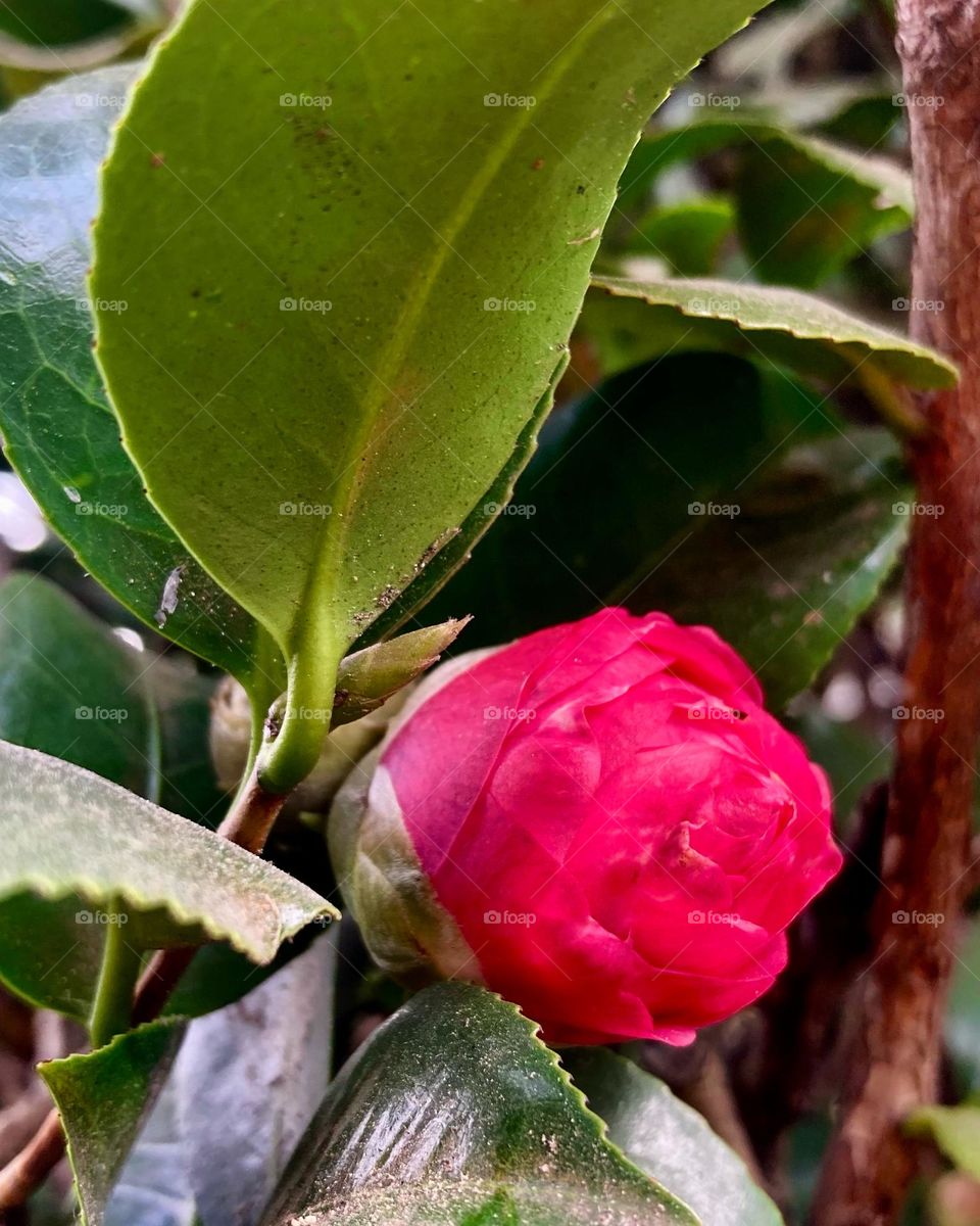 🌹 🇺🇸 Very beautiful flowers to brighten our day.  Live nature and its beauty. Did you like the delicate petals? / 🇧🇷 Flores muito bonitas para alegrar nosso dia. Viva a natureza e sua beleza. Gostaram das pétalas delicadas? 
