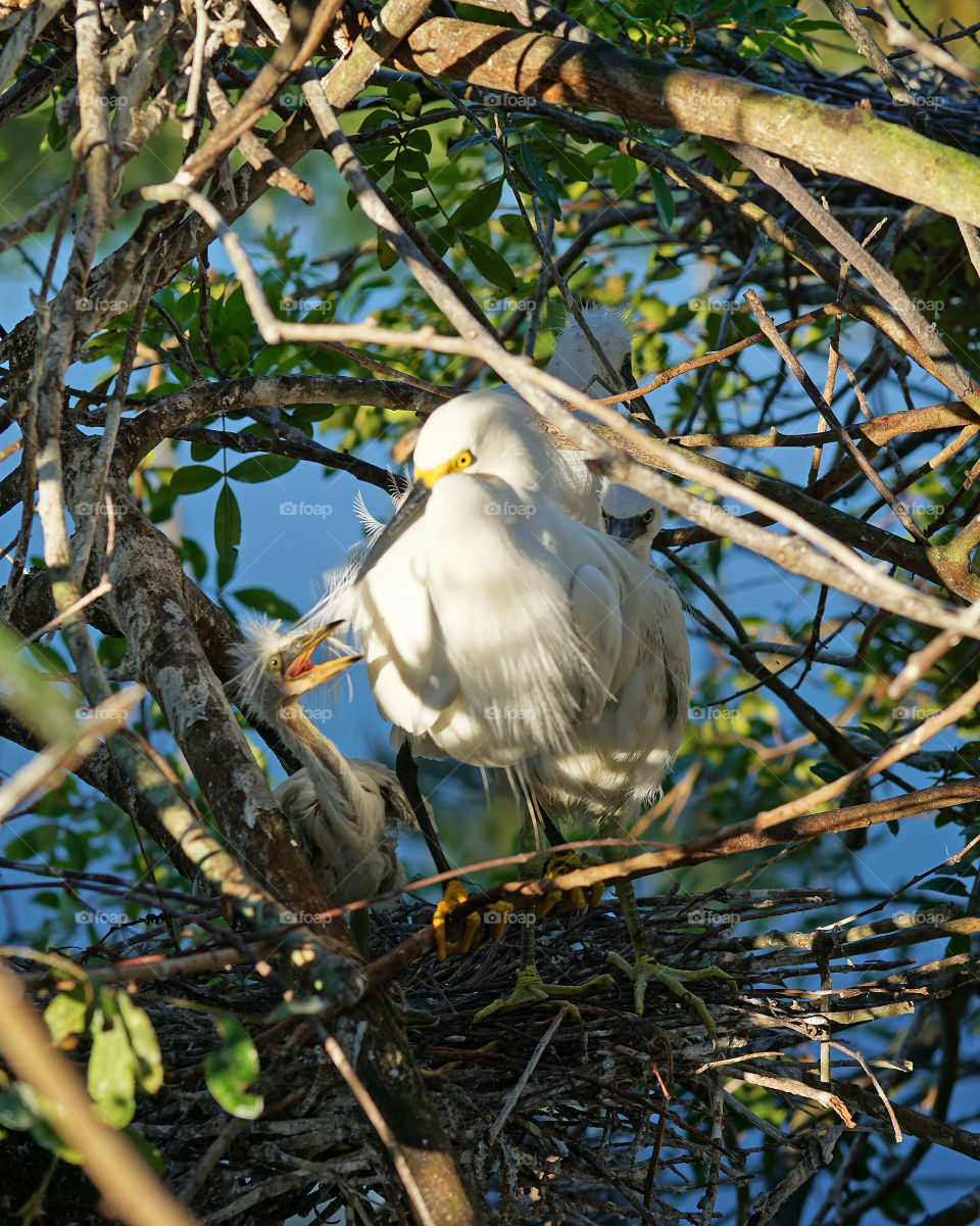 Hungry baby Snowy Egret