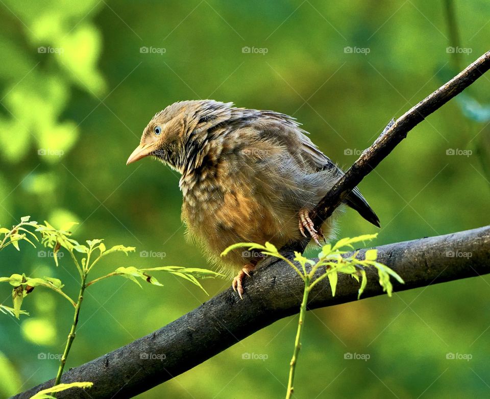 Bird photography - Yellow babbler - Sun Bask - Perching behaviour 