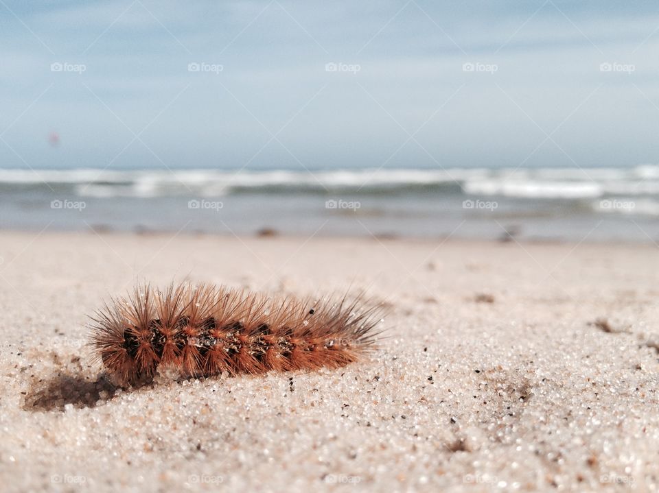 Caterpillar on beach
