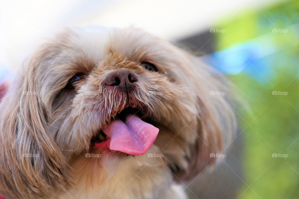 A cute little face and the tongue 