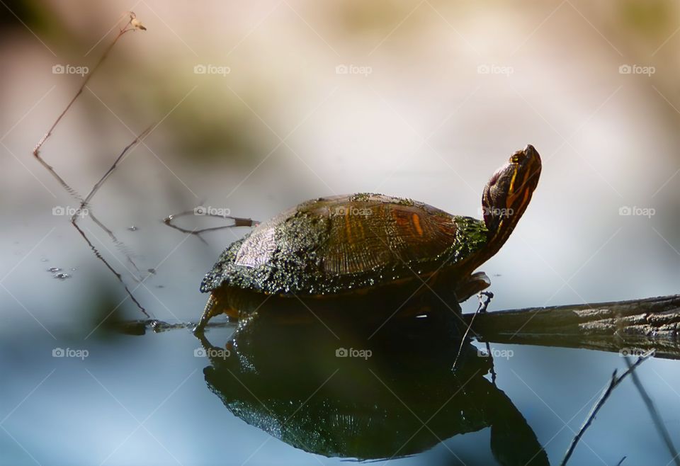 Water turtle basking on a submerged log. 