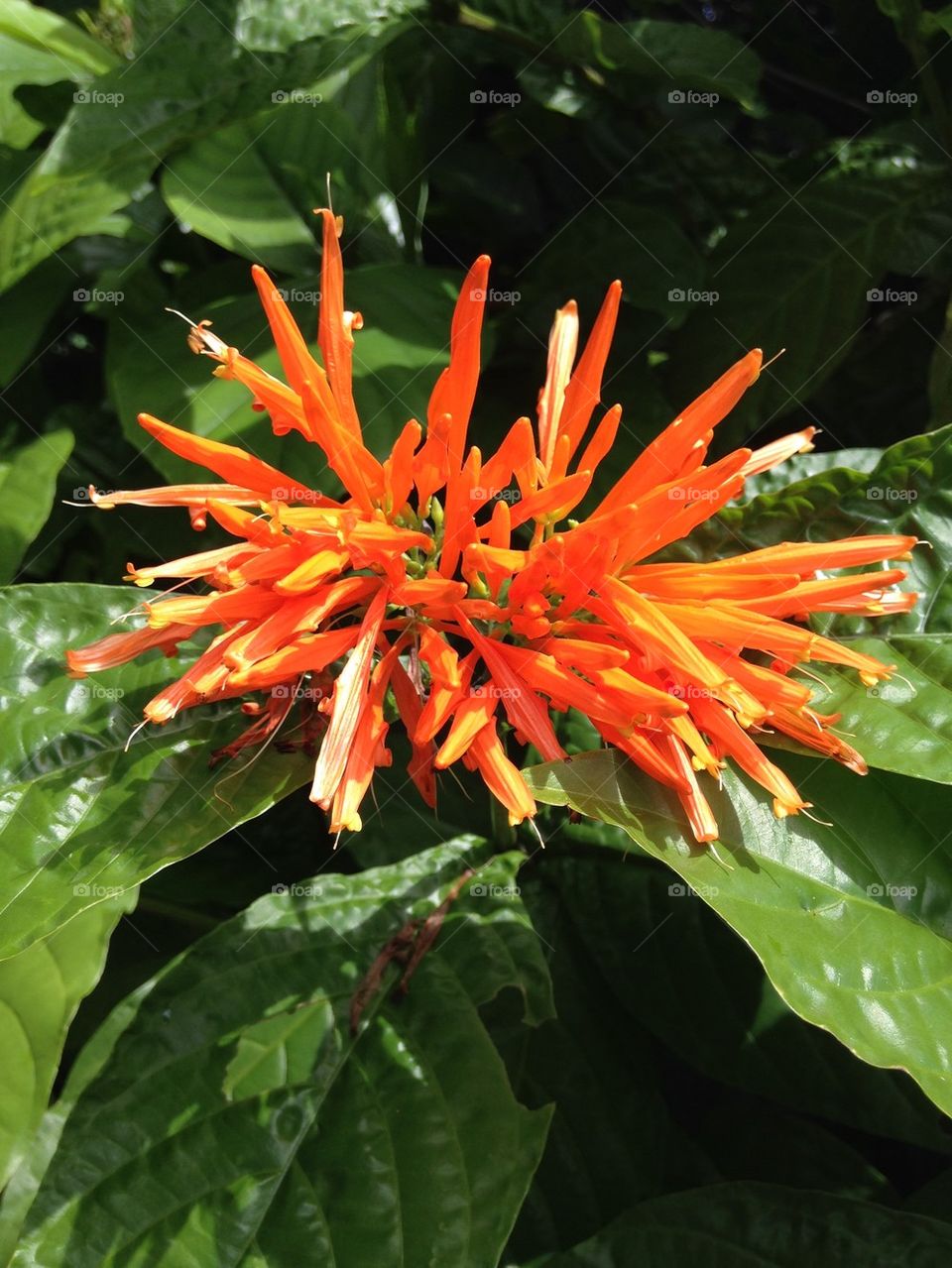 View of orange tropical flower