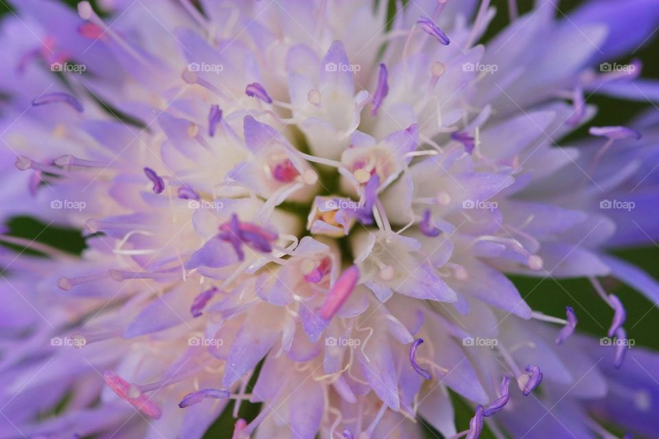 Lilac Weed Flower. Lilac weed flower 