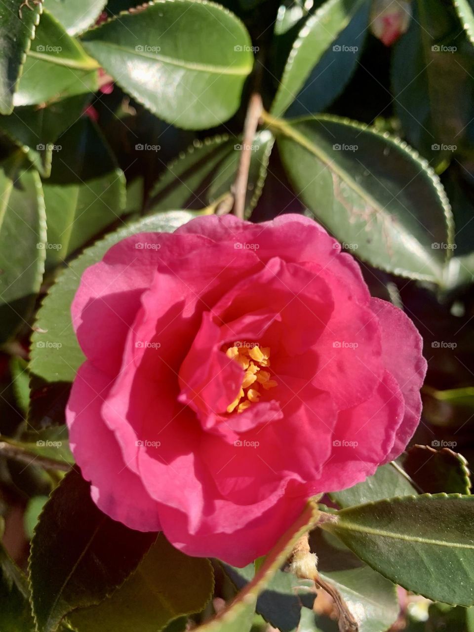 Blooming camellia 