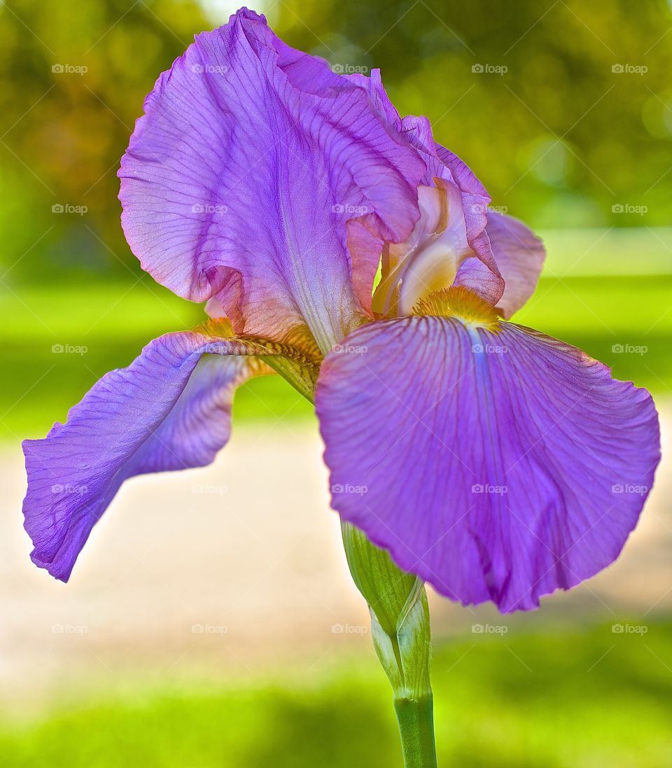 First iris. First iris in spring
