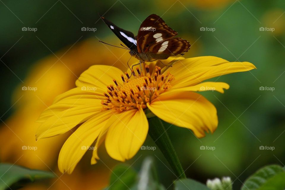 Beautiful butterfly