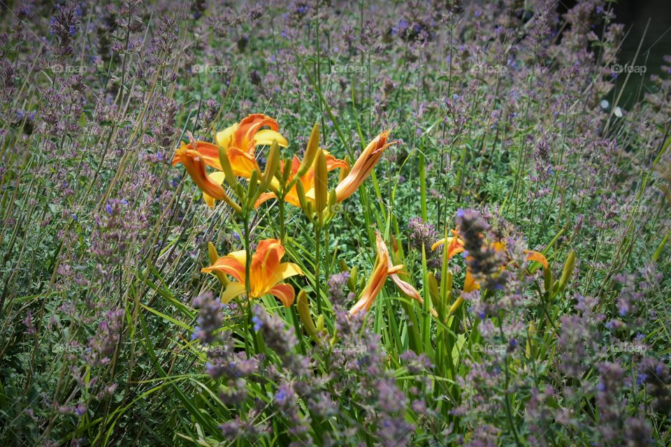 Flower Garden, Lily s and Lavender