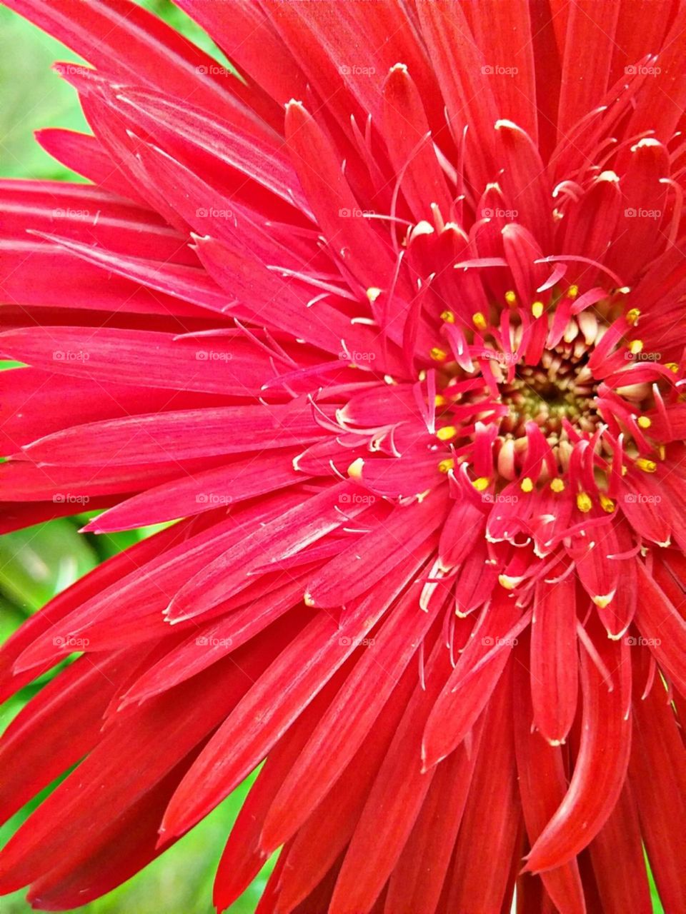 Vermelho profundo, profundidade na flor.