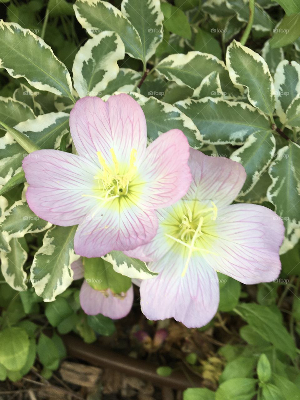 Elegant white and softly pink blooming flowers