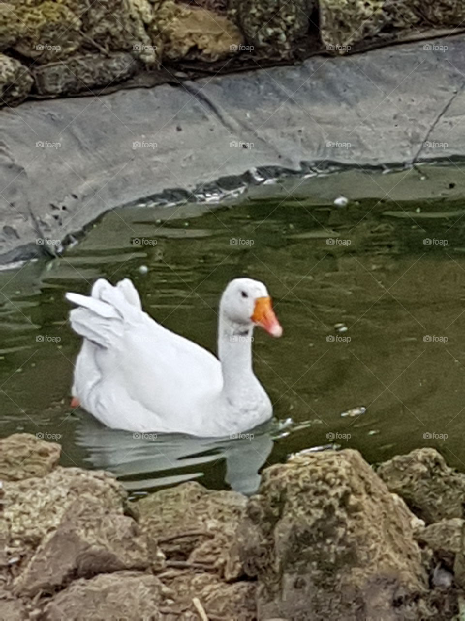 a goose swims in its basin