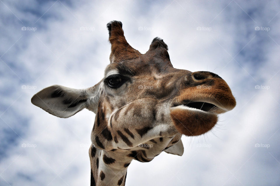 nature face pattern eye by nivoa