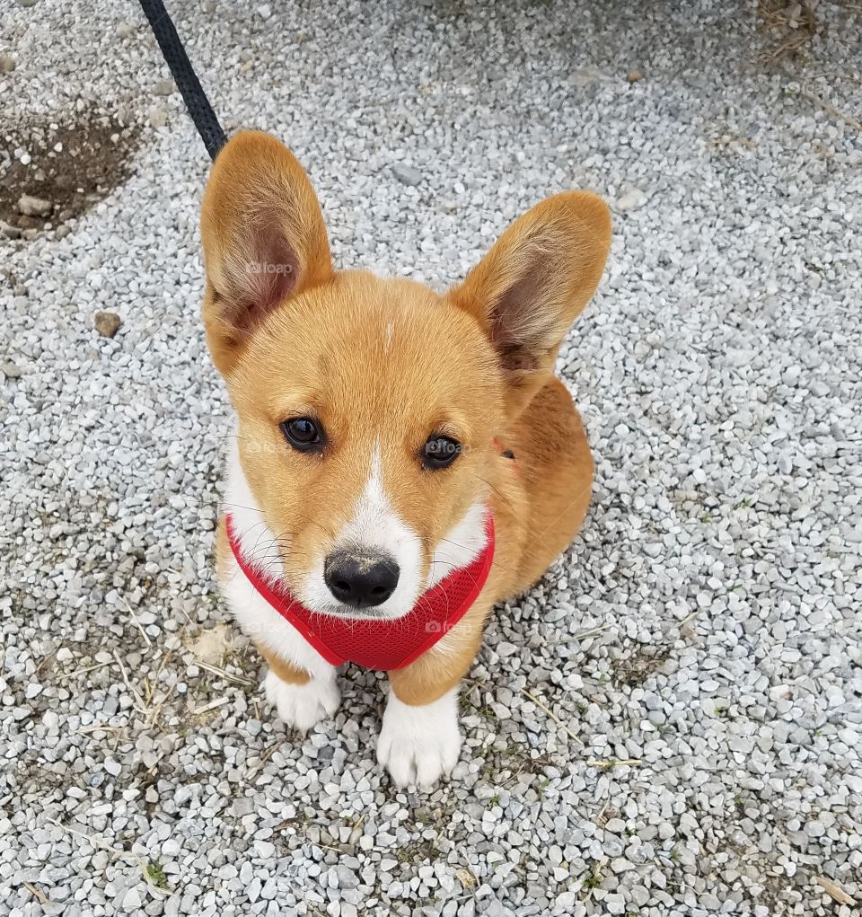 Cuteness  Overload  Gorgi Puppy