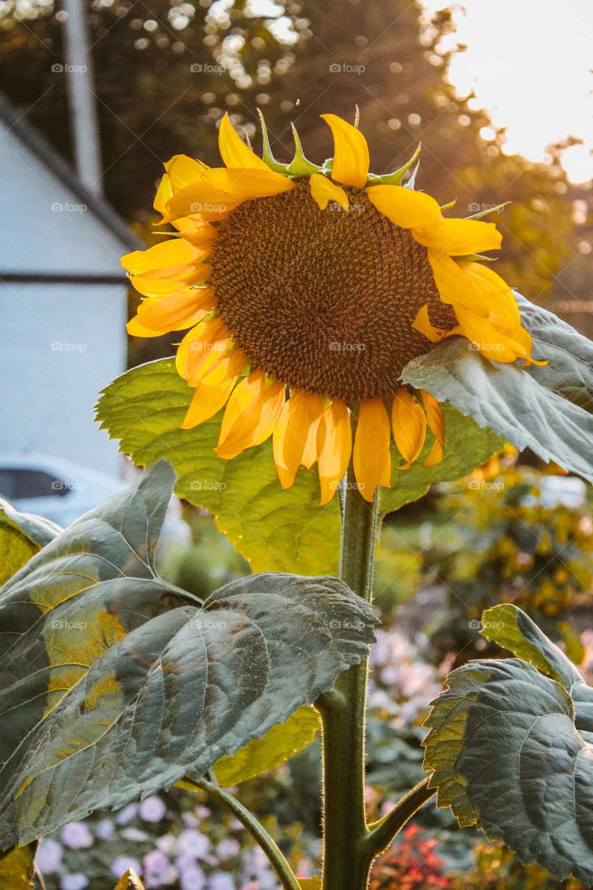 sunflower, sunset