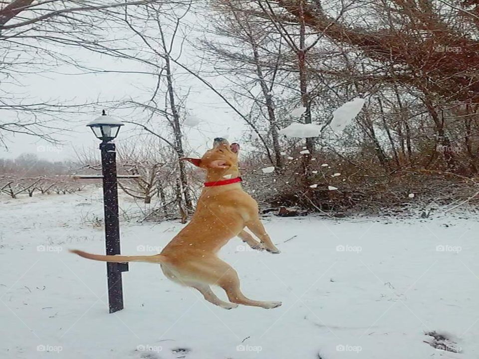 My pet loves to play catch with snowballs. Captured in motion