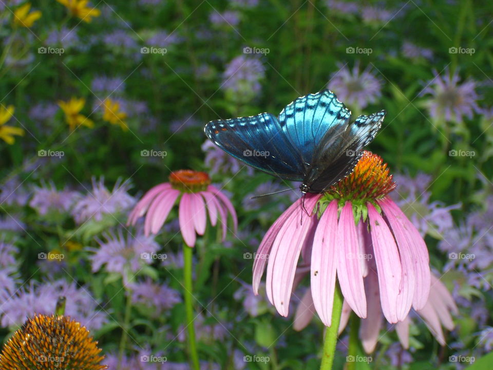 Nature, Flower, Butterfly, Summer, No Person