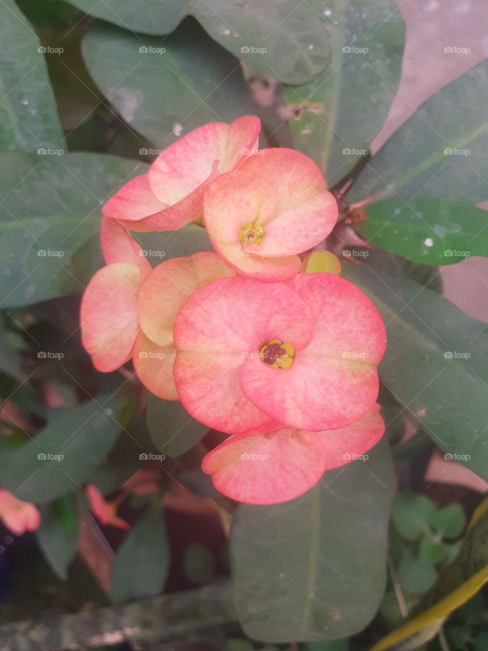 pink flower ahmedabad